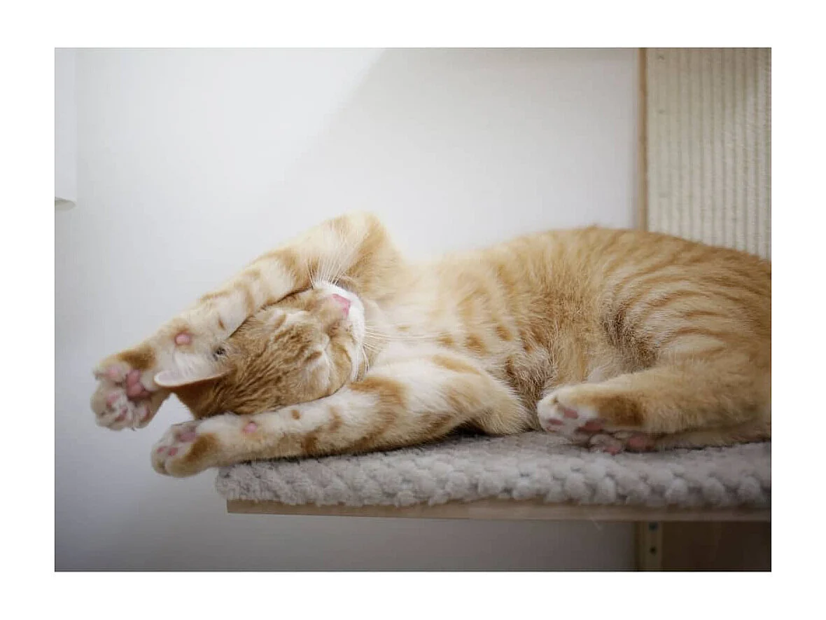 Arbre à chat Timber Wall 150 cm Naturel et taupe