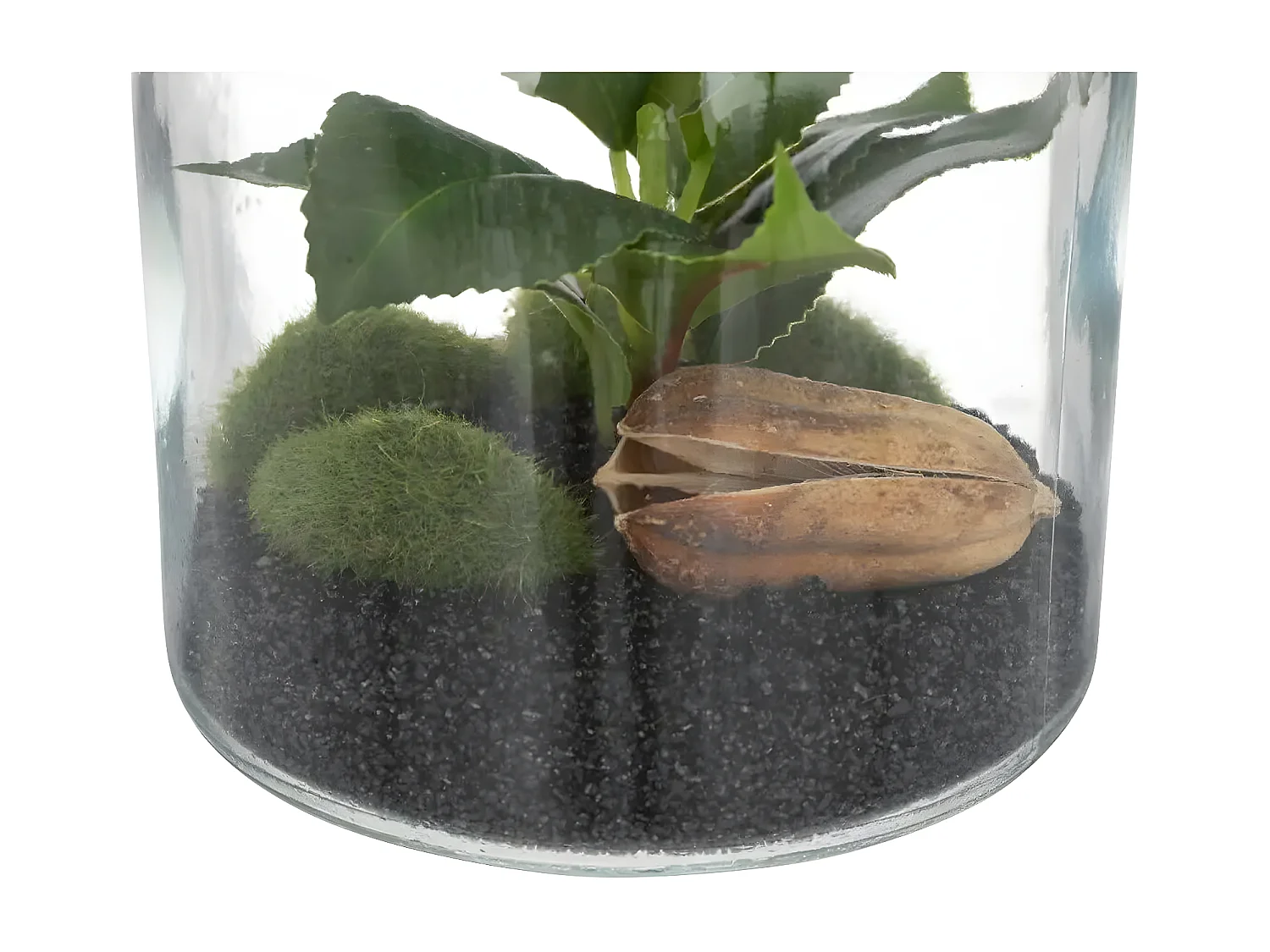 Terrarium en Verre "Bota" 19cm Transparent