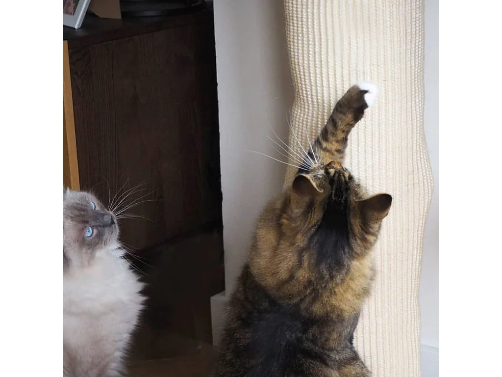 Saco de escalada para gatos sisal 180 cm