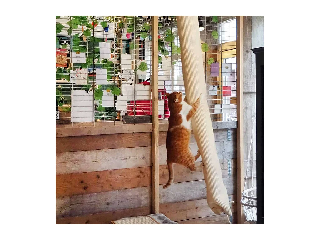 Quapas! Sac d'escalade pour chat sisal 180 cm