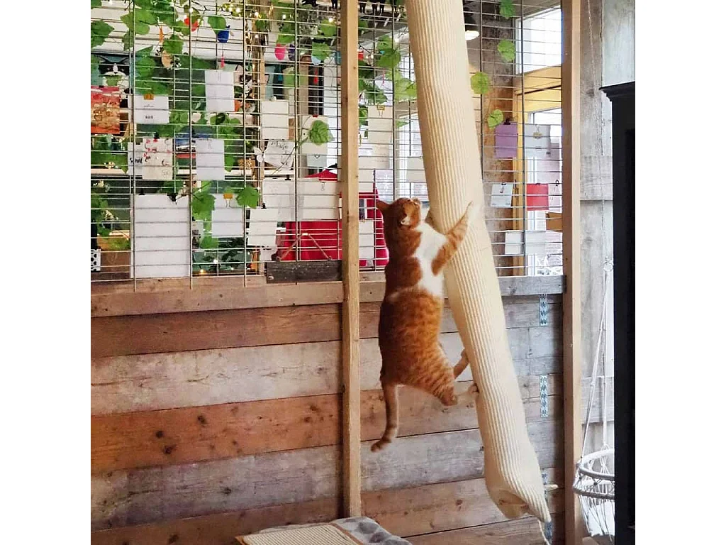 Quapas! Sac d'escalade pour chat sisal 180 cm