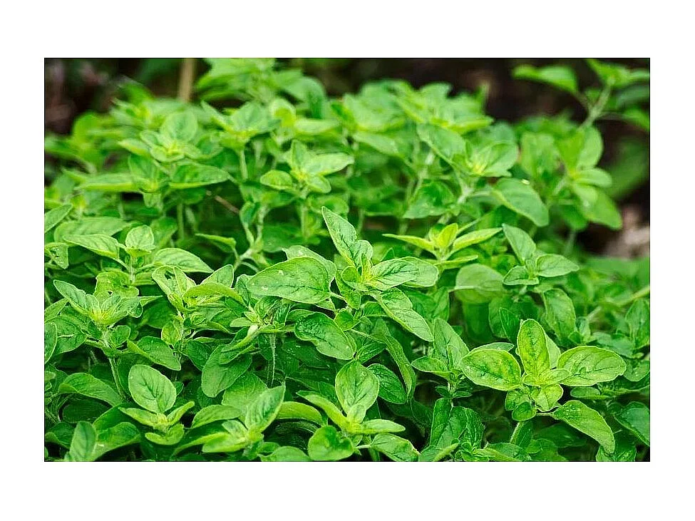 Terreau bio actif 40 litres Lot de 5