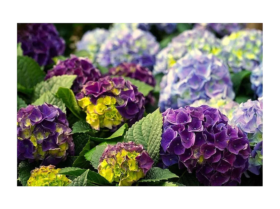 Terre de bruyère bio pour plantes acidophiles 40 litres Lot de 5