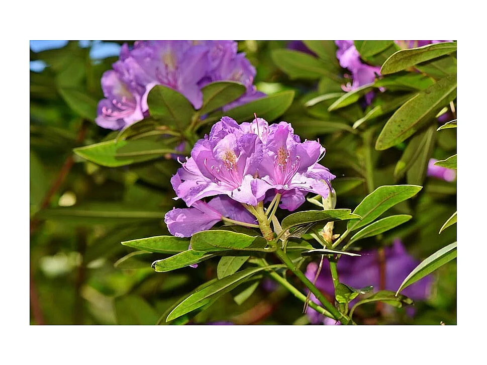 Terre de bruyère bio pour plantes acidophiles 40 litres Lot de 5