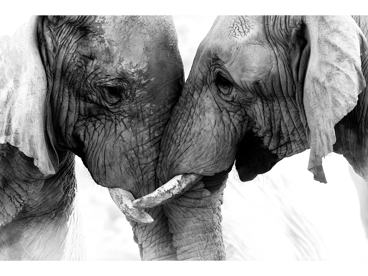 Tableau sur verre synthétique éléphants 65x97 cm