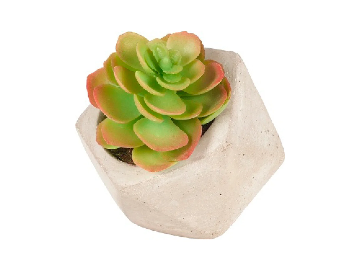 Succulente Artificielle Echeveria en Pot - Vert