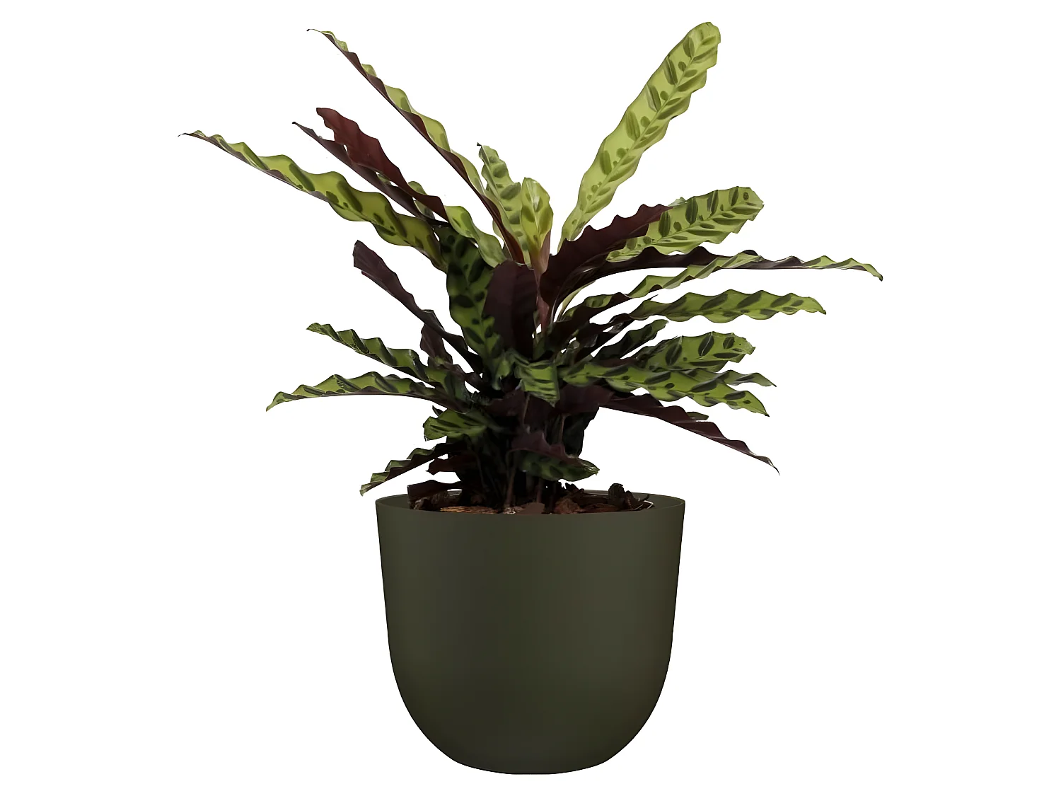 Pot havana naturel 30cm vert mousse 30 x 30 x h24,9 cm - 0,91l