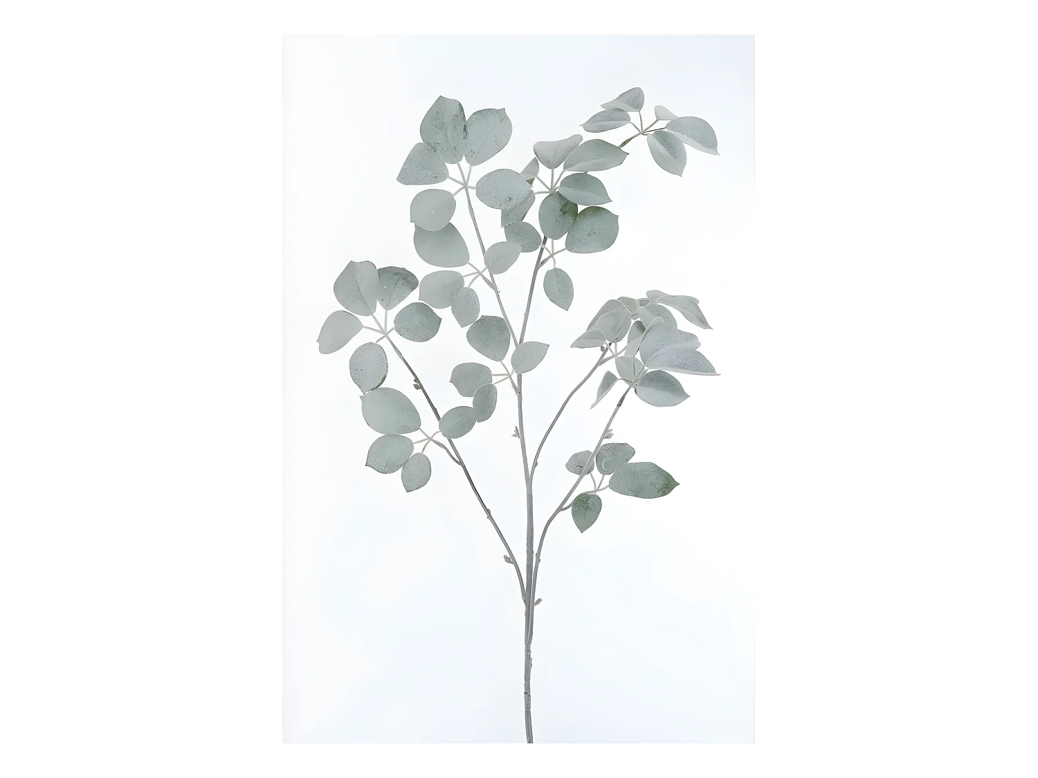 Rama de schefflera cubierta de plástico verde 4x35x120 cm