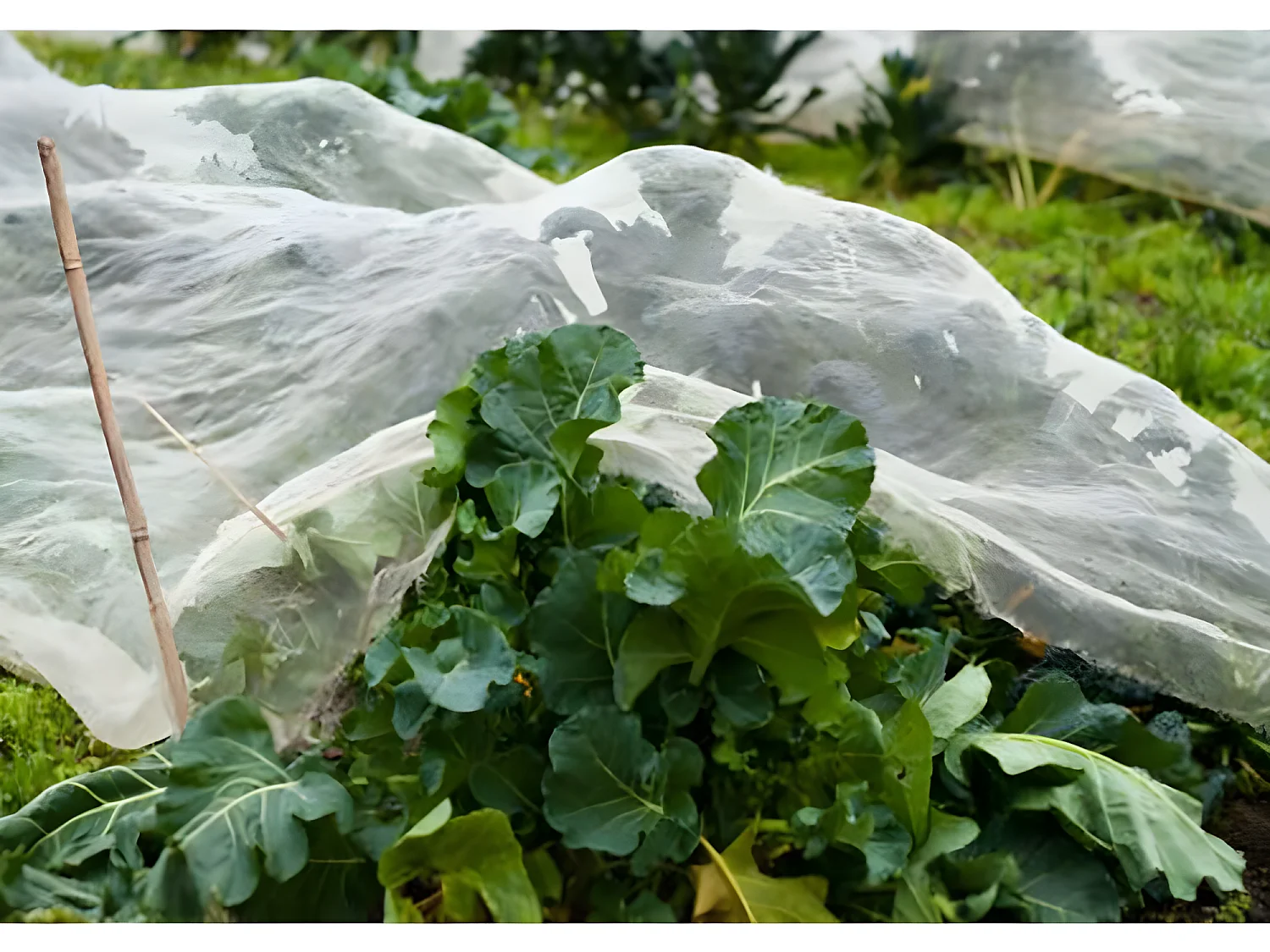 Filet De Protection Contre Les Insectes 3x15 M