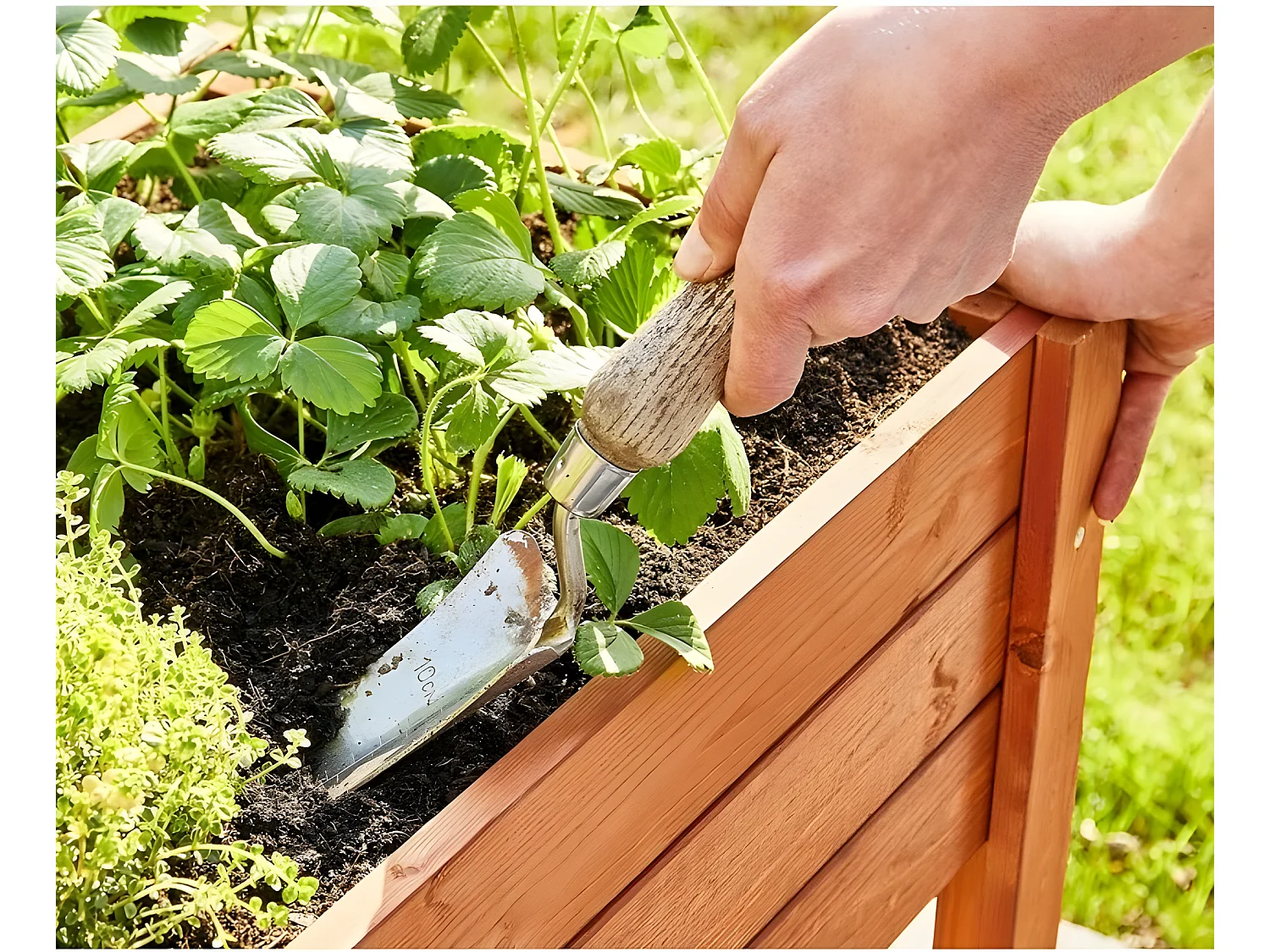 Carré potager sur pied en bois de pin massif avec étagère stable et toison intérieure modèle "512 vernis"