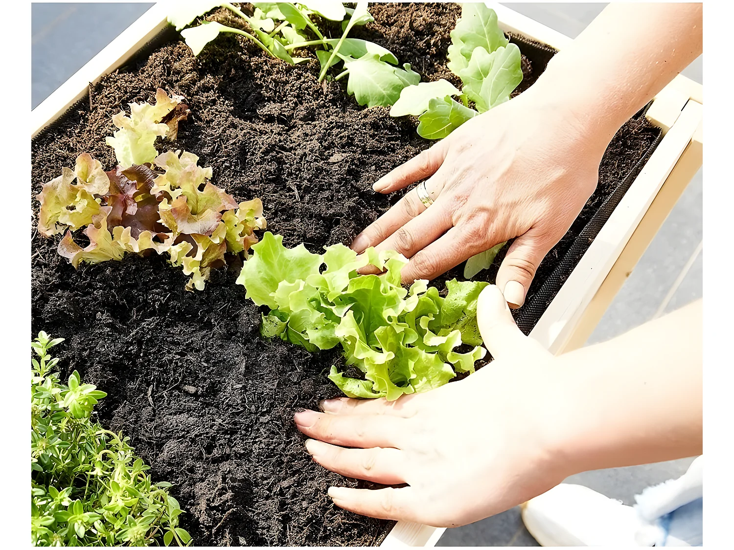 Carré potager sur pied en bois de pin massif avec étagère stable et toison intérieure modèle "511"