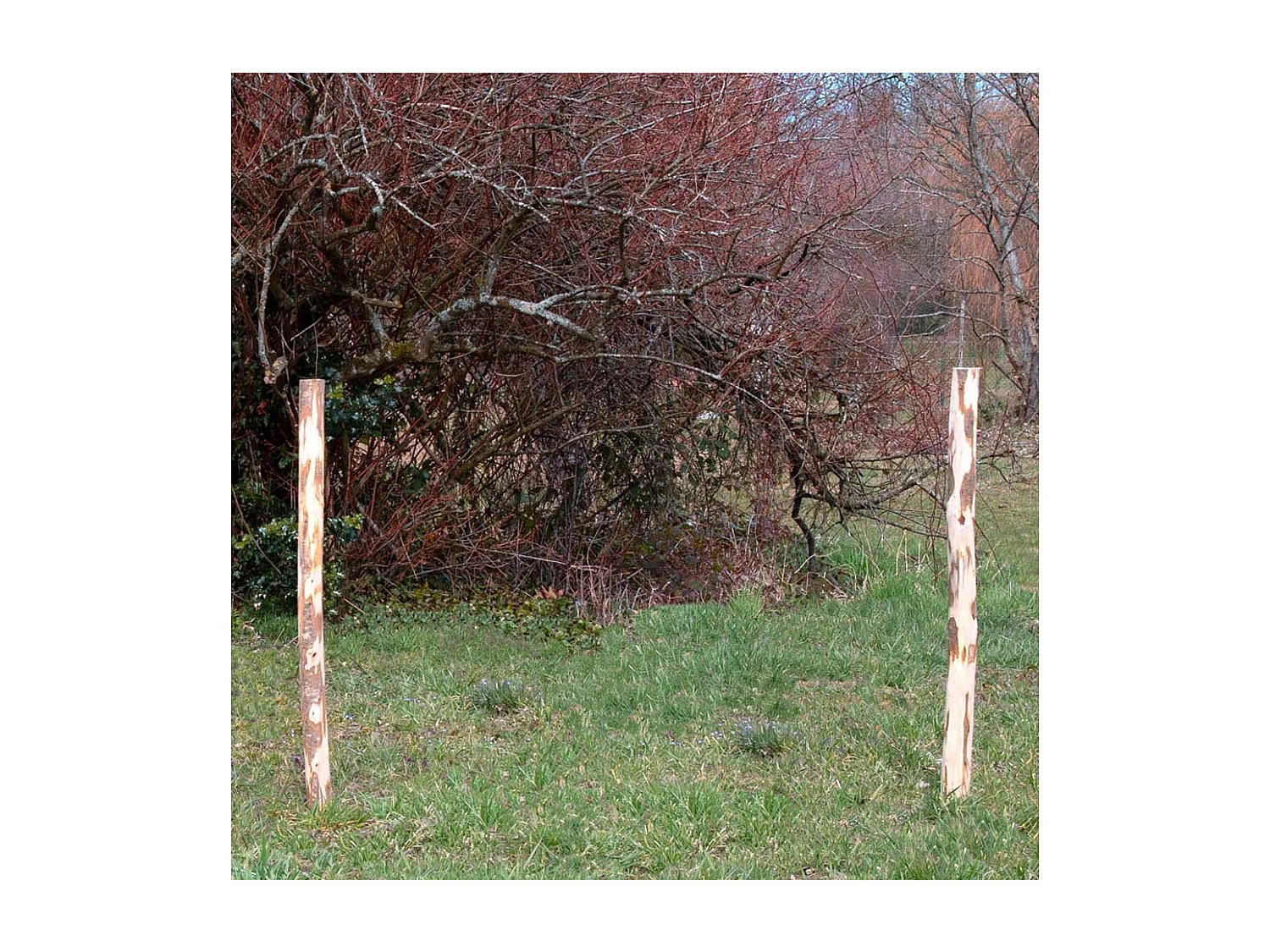 Poteaux en noisetier (Lot de 4) Hauteur 150 cm