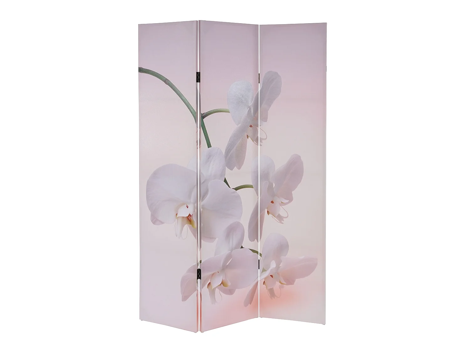 Fotopartition Bagheria,  Orchid