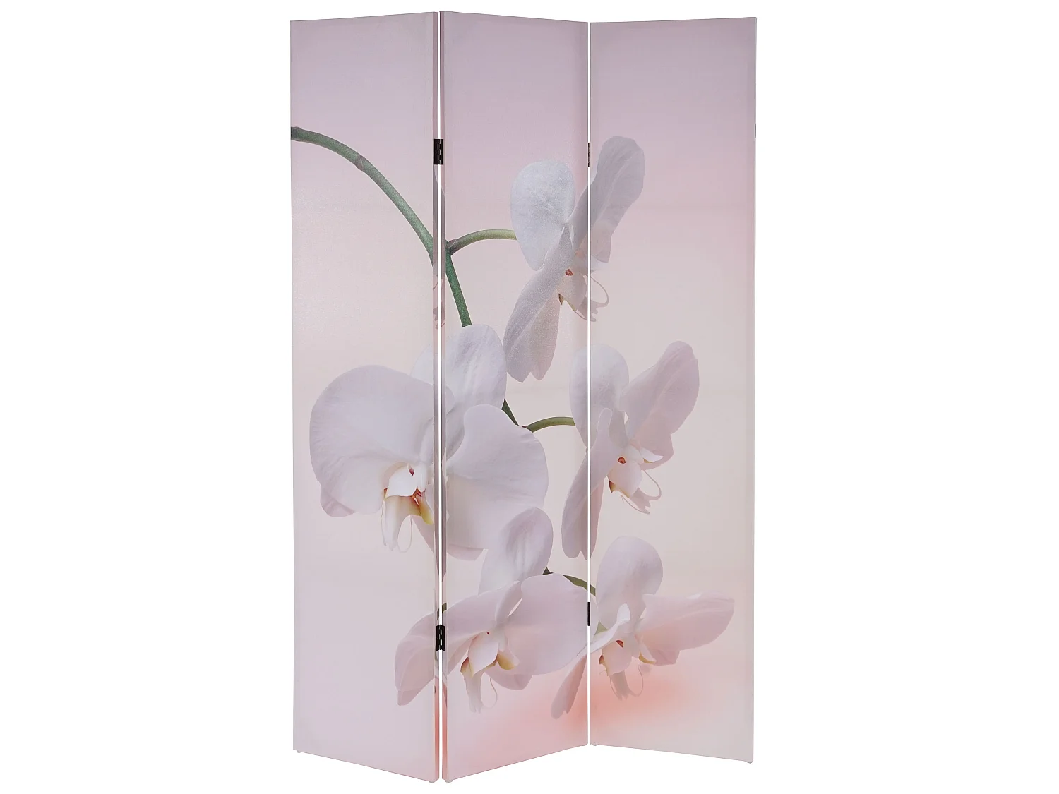 Foto-Paravent Bagheria, Orchidee