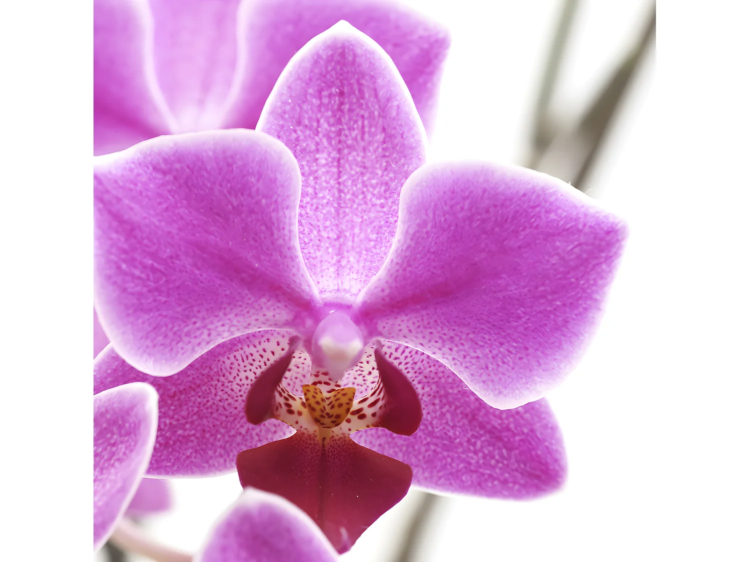 Fotopartition Bagheria,  180x120cm, orchidee