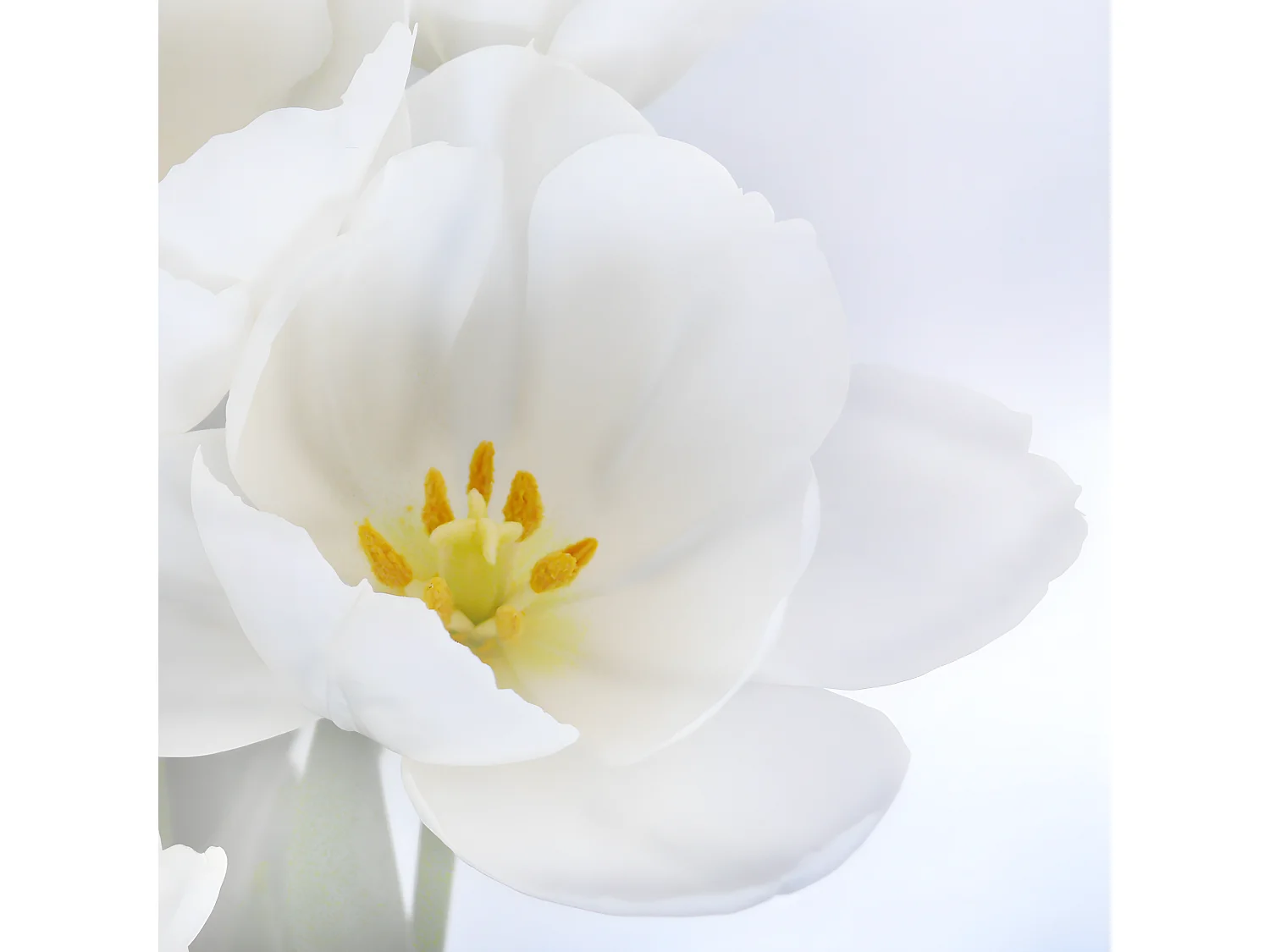 Fotopartition Bagheria,  180x120cm, orchidee