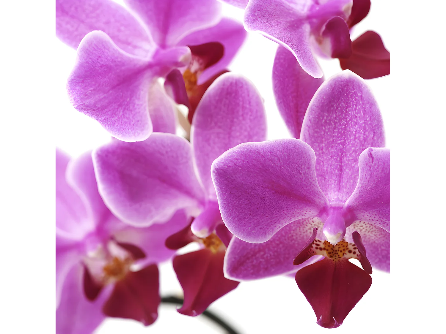 Paravent photo Bagheria, Paravent / cloison de séparation M68, 3 pans, 120x180cm, orchidée