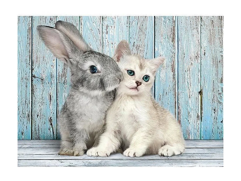 PUZZLE 500 pieces - Chaton et Lapin - 49 X 36 cm