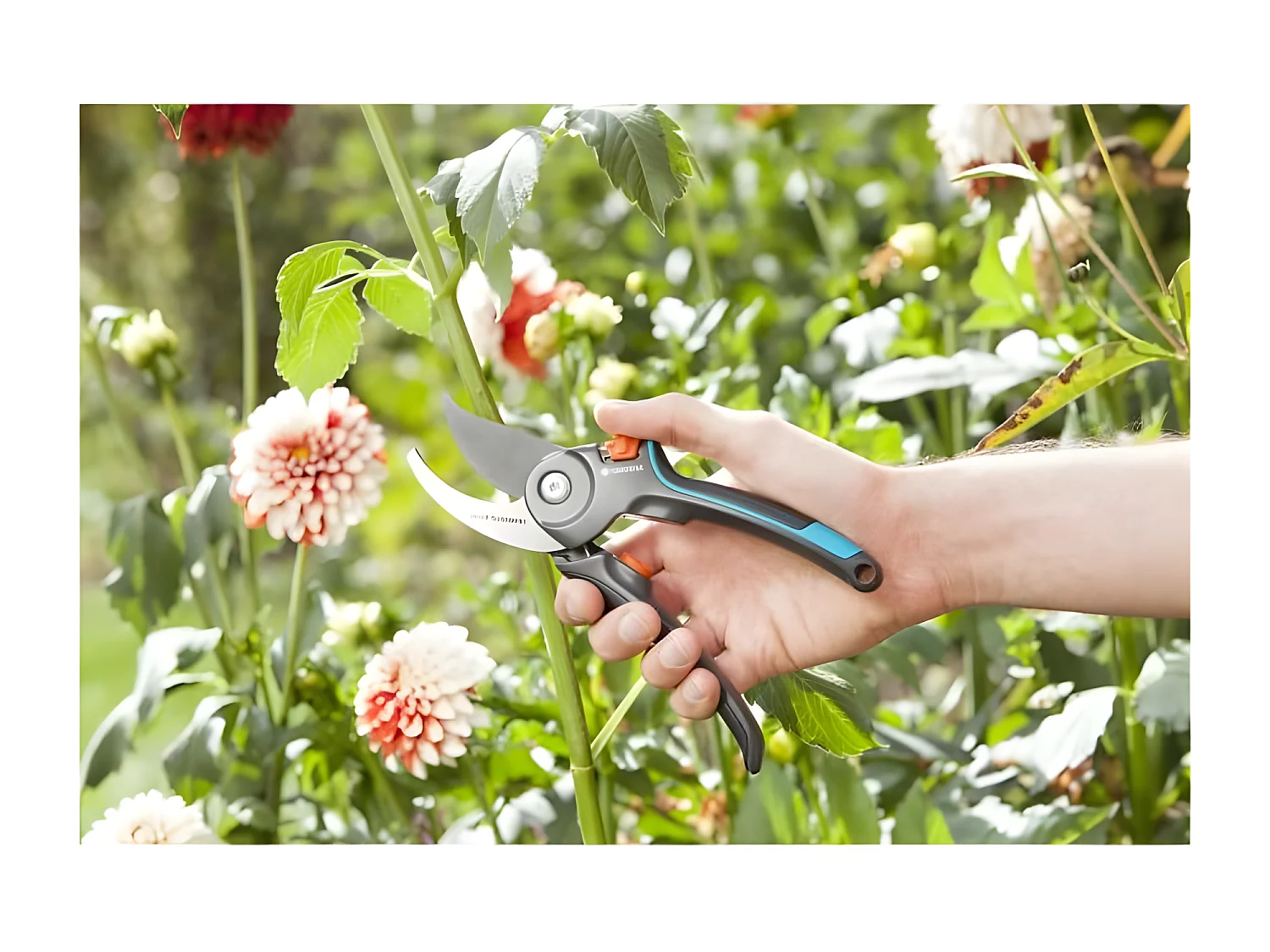 GARDENA Secateur a lame franche Comfort B/M - O24mm max - Lames acier inoxydable - Poignee ergonomique - Garantie 25 ans 8904-20