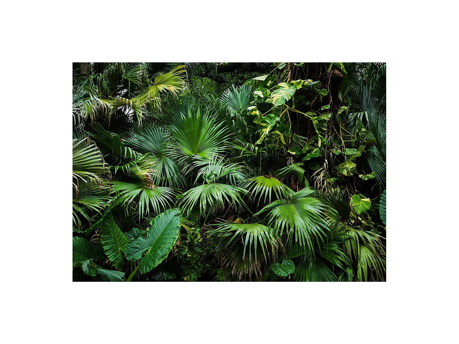 Papier peint jungle ensoleillée - 400 x 280 cm