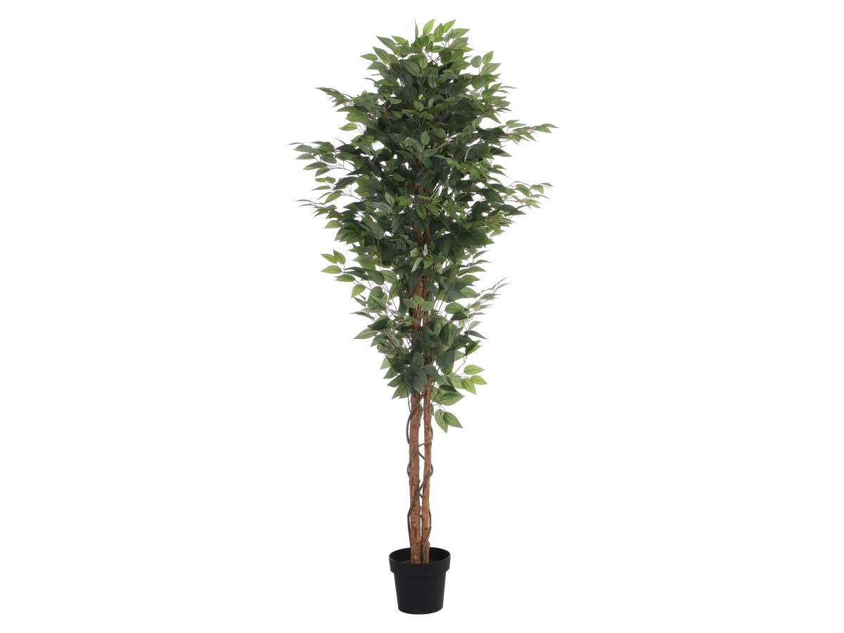 Kunstpflanze Ficus mit Topf - 180 cm - VALOPA günstig online kaufen