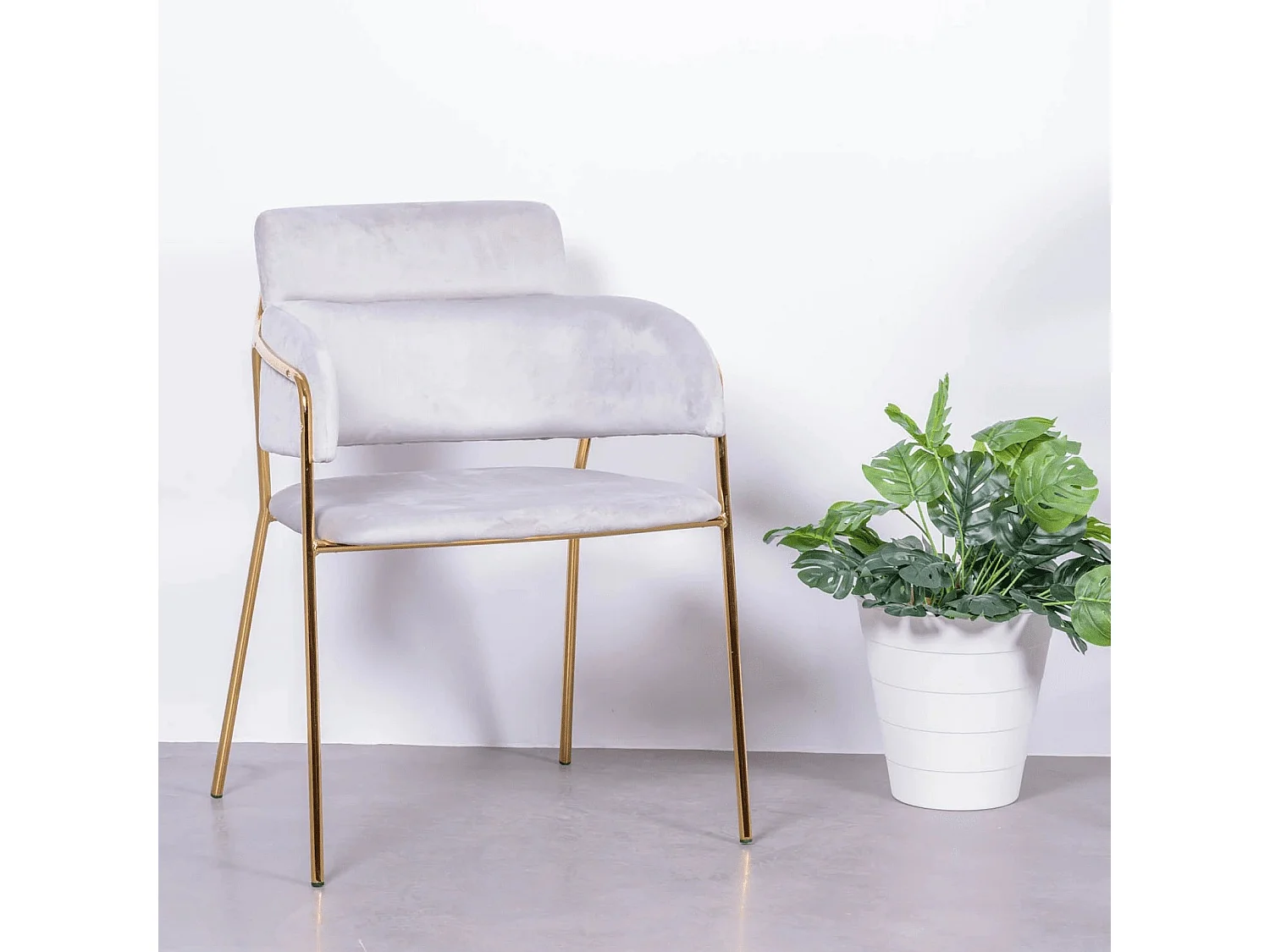 Designerstuhl mit Samtbezug und goldenen Beinen - Cruiser - Grau