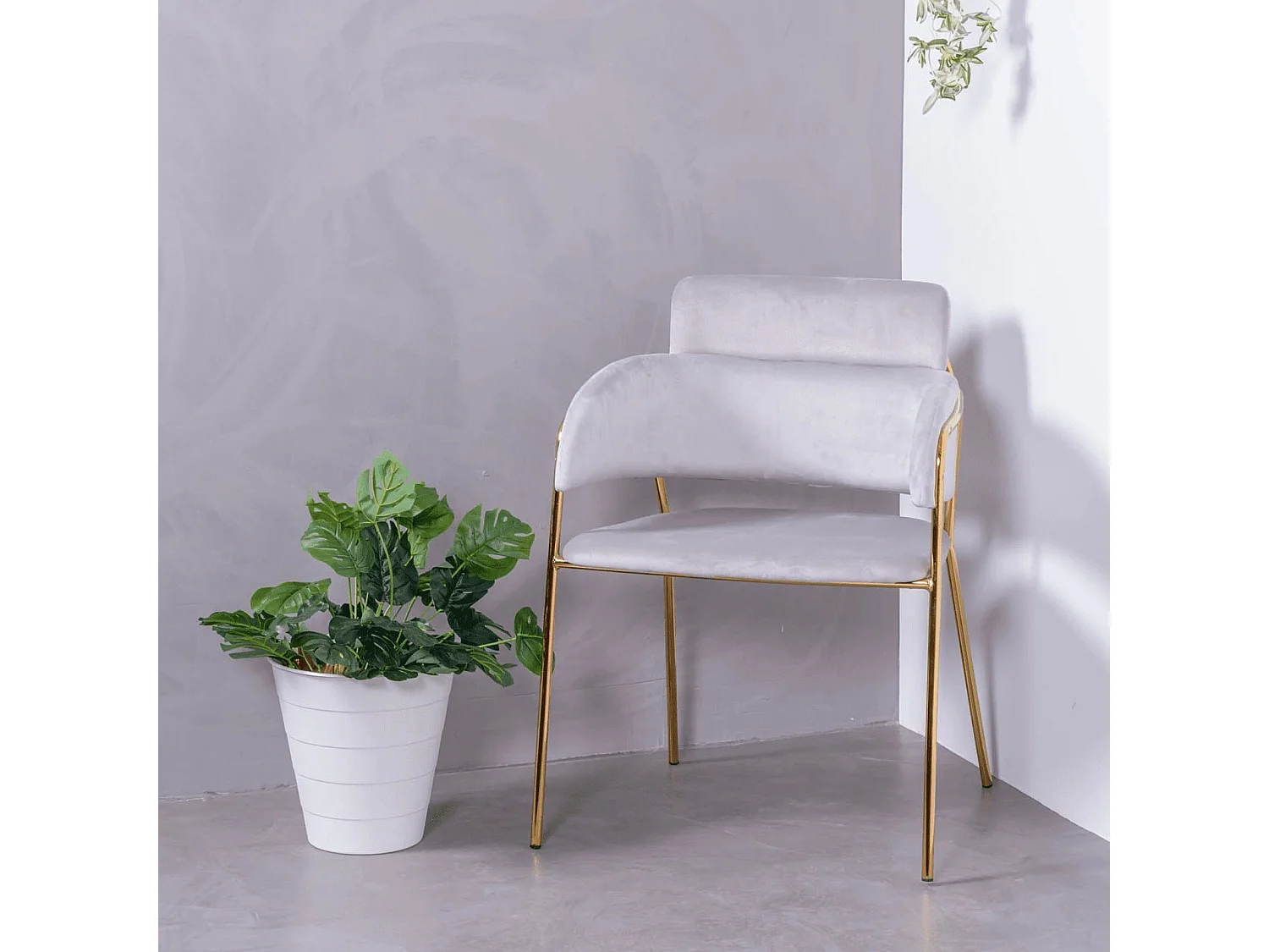 Designerstuhl mit Samtbezug und goldenen Beinen - Cruiser - Grau