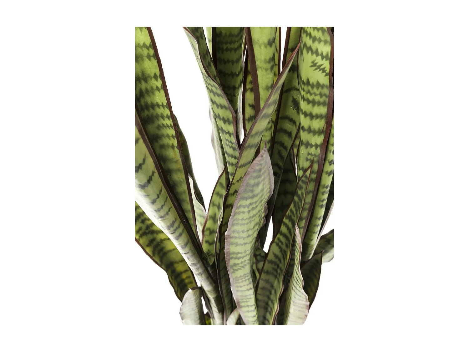 Deko Pflanze Sansewieria 155cm