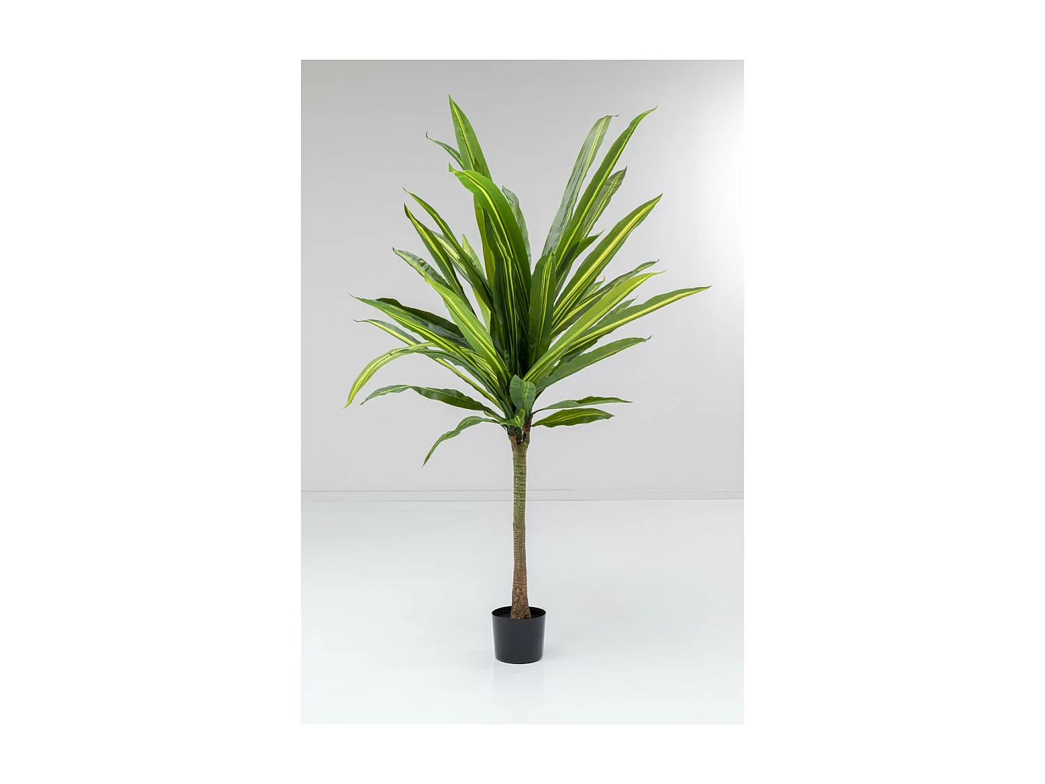Deko Pflanze Dracaena Fragrans 180cm