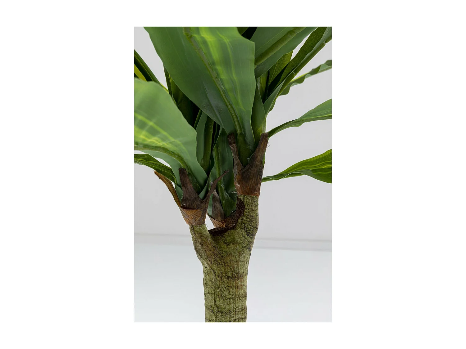 Deko Pflanze Dracaena Fragrans 180cm