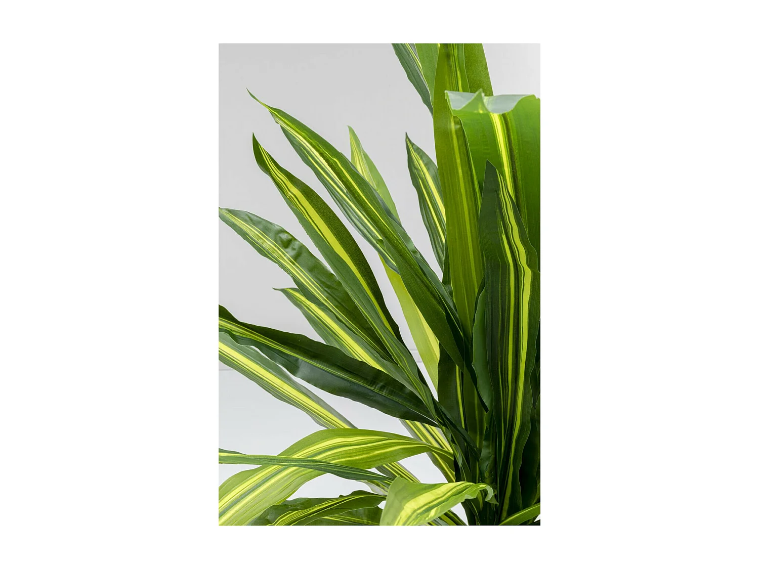 Deko Pflanze Dracaena Fragrans 180cm
