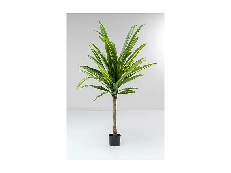 Deko Pflanze Dracaena Fragrans 180cm