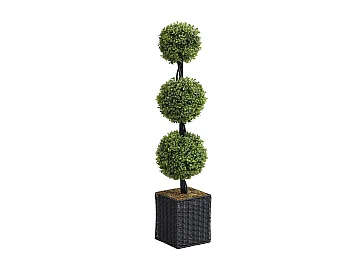 Buxus artificiale