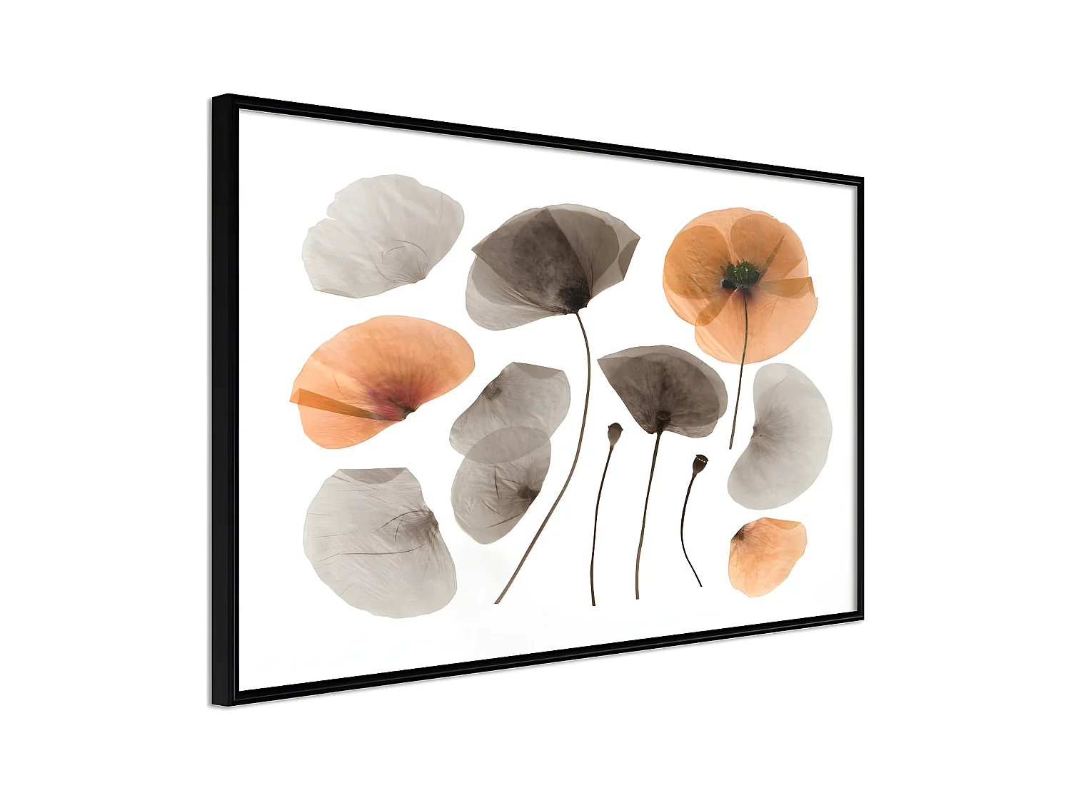 Affiche Murale Encadrée "Dried Poppies" 30 x 20 cm Noir