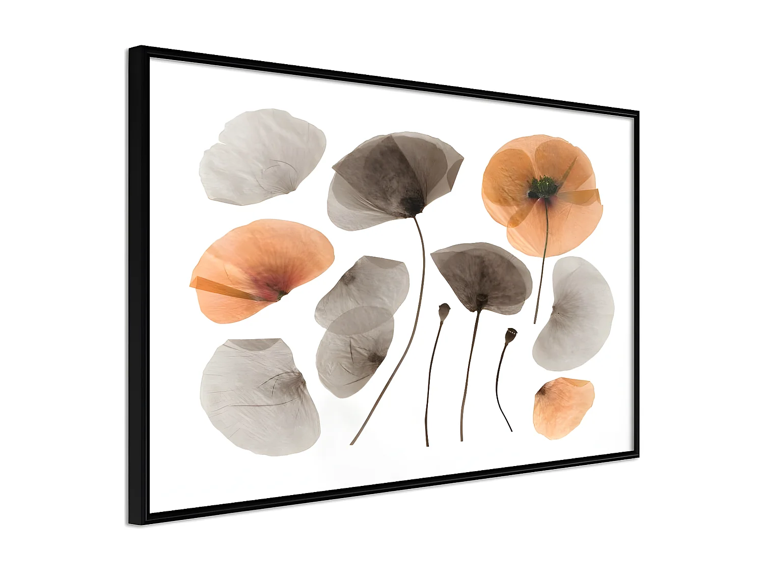 Affiche Murale Encadrée "Dried Poppies" 60 x 40 cm Noir