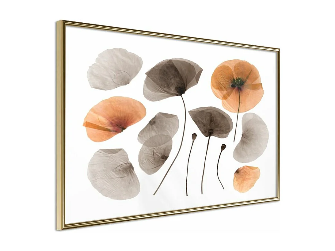 Affiche Murale Encadrée "Dried Poppies" 60 x 40 cm Or