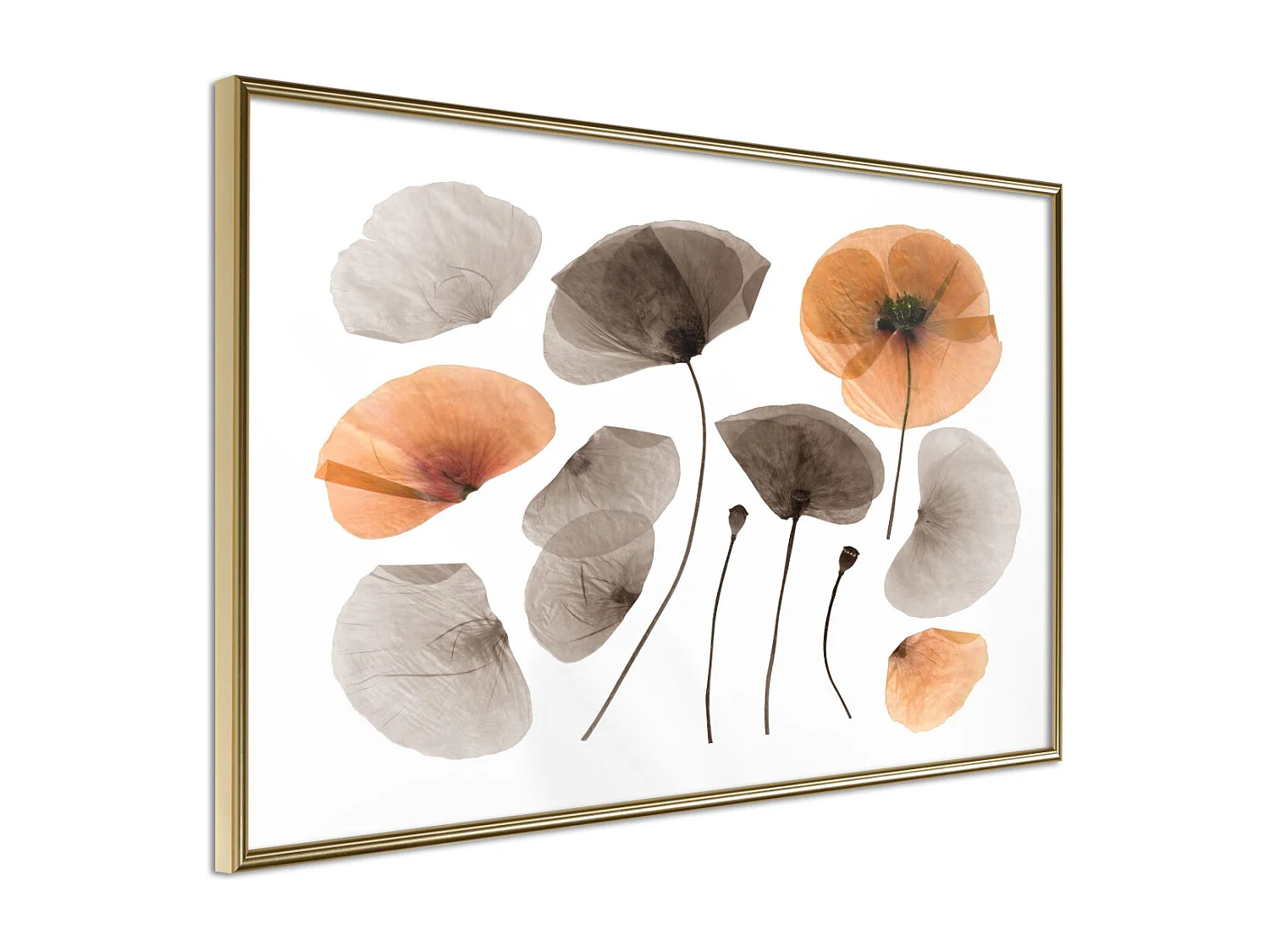 Affiche Murale Encadrée "Dried Poppies" 60 x 40 cm Or