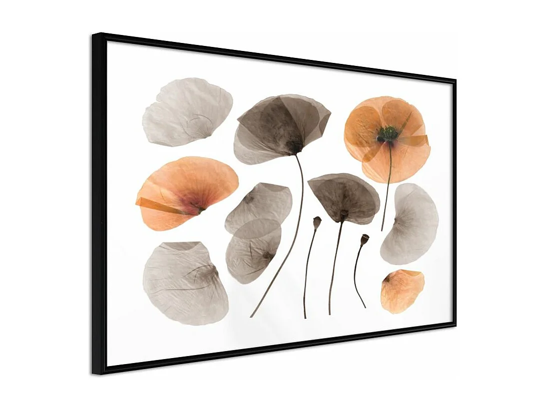 Affiche Murale Encadrée "Dried Poppies" 90 x 60 cm Noir