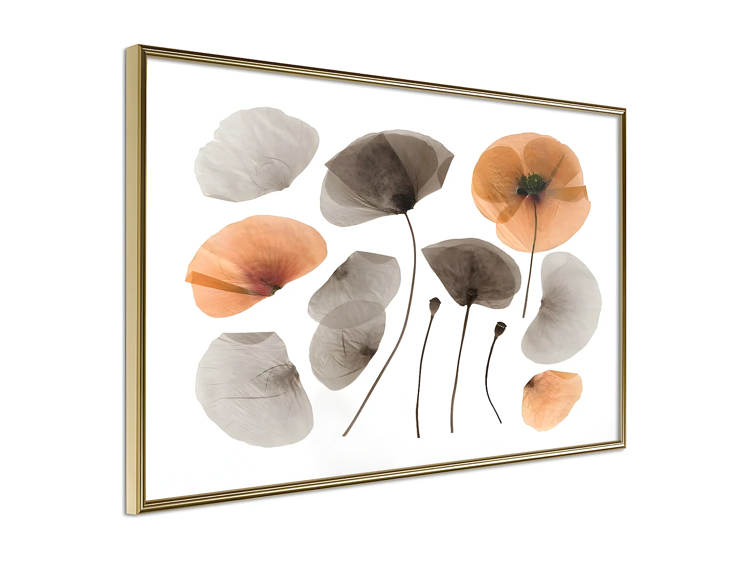 Affiche Murale Encadrée "Dried Poppies" 30 x 20 cm Or