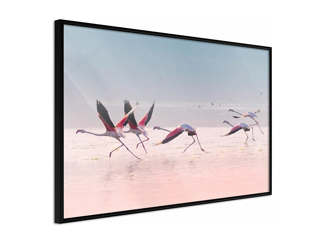 Affiche Murale Encadrée "Flamingos Breaking into a Flight" 60 x 40 cm Noir