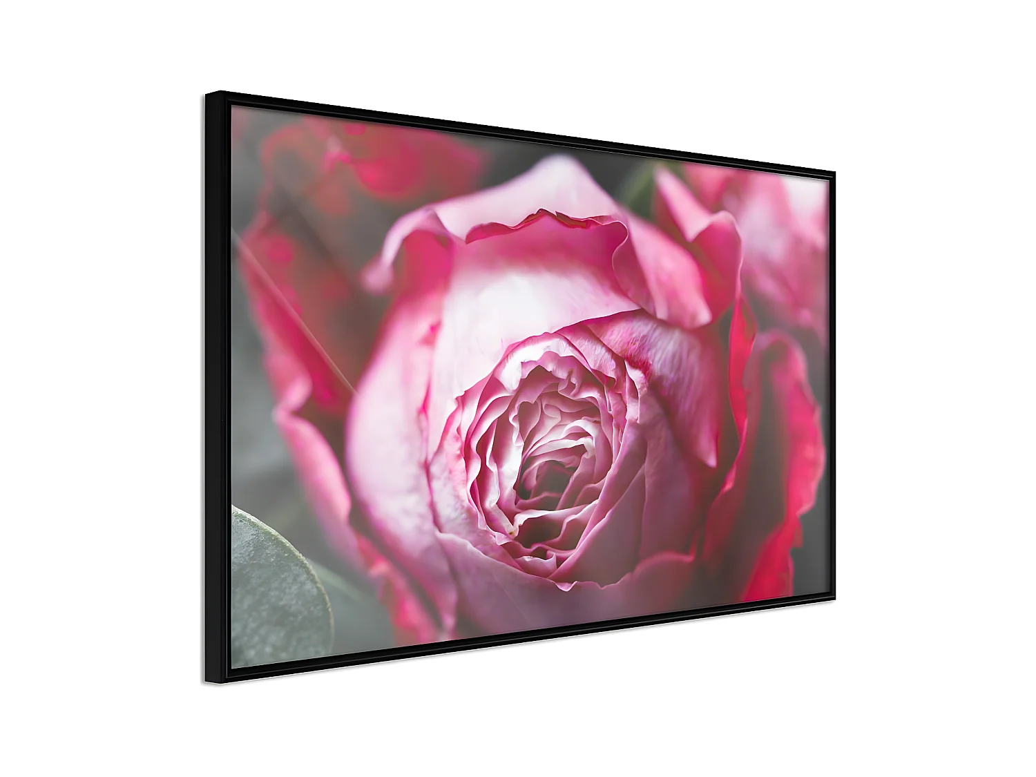 Affiche Murale Encadrée "Blooming Rose" 90 x 60 cm Noir