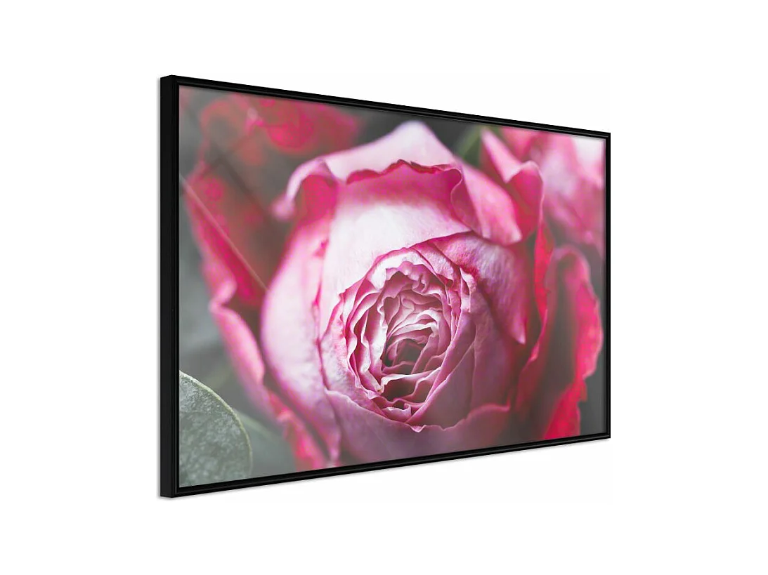 Affiche Murale Encadrée "Blooming Rose" 60 x 40 cm Noir
