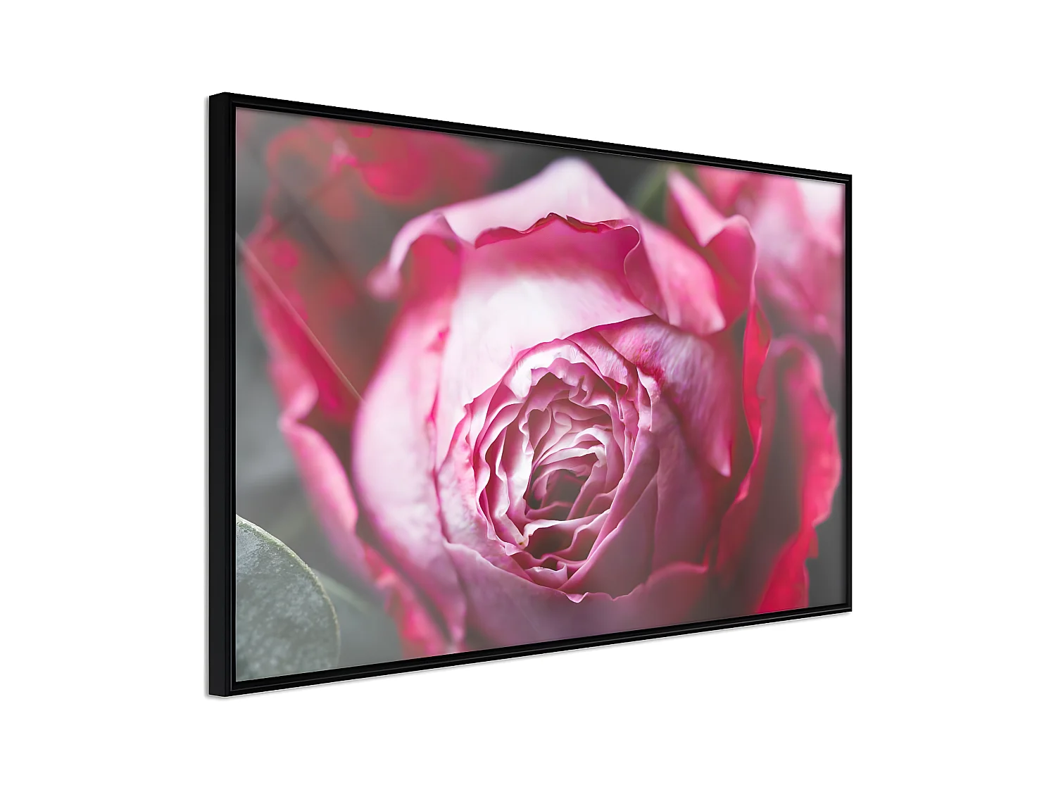 Affiche Murale Encadrée "Blooming Rose" 45 x 30 cm Noir