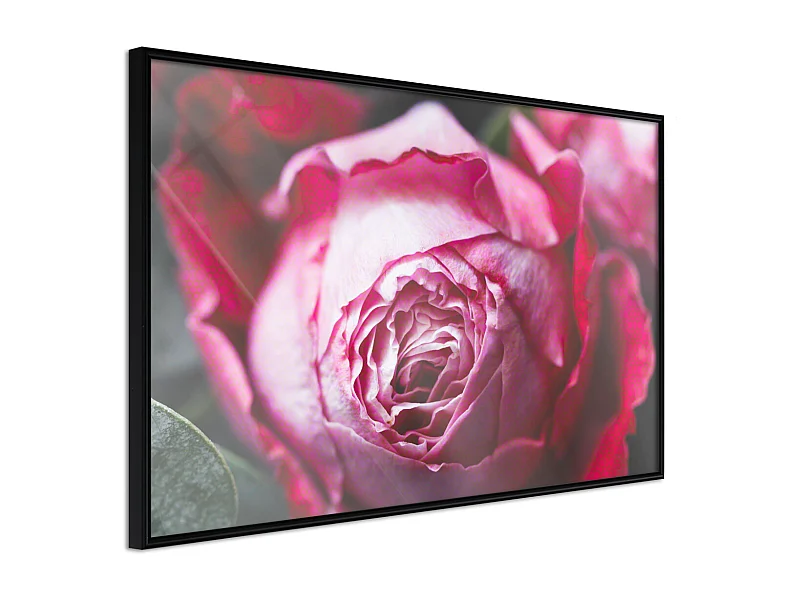 Affiche Murale Encadrée "Blooming Rose" 45 x 30 cm Noir