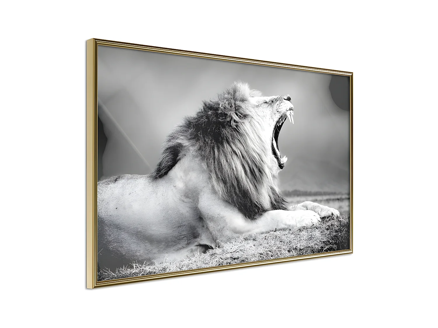 Affiche Murale Encadrée "Yawning Lion" 60 x 40 cm Or