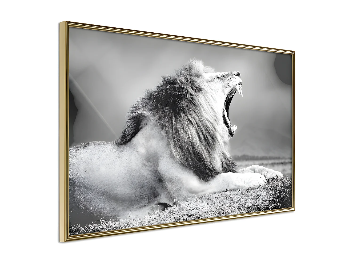 Affiche Murale Encadrée "Yawning Lion" 60 x 40 cm Or