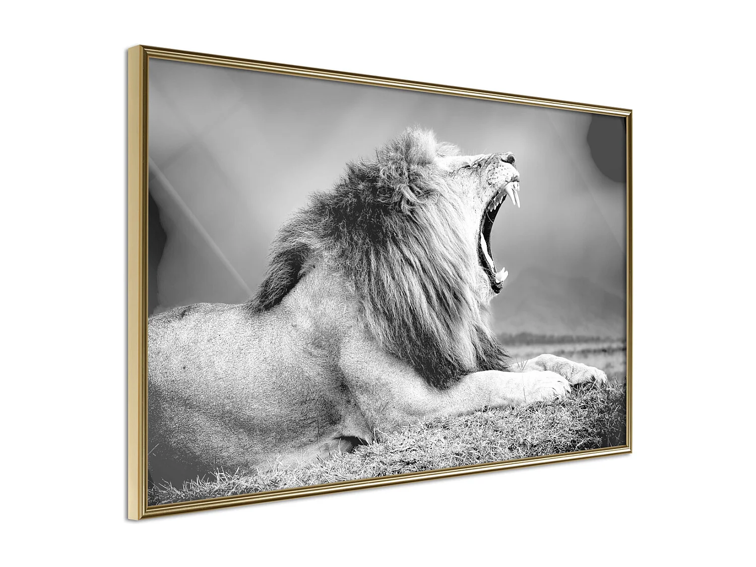 Affiche Murale Encadrée "Yawning Lion" 60 x 40 cm Or