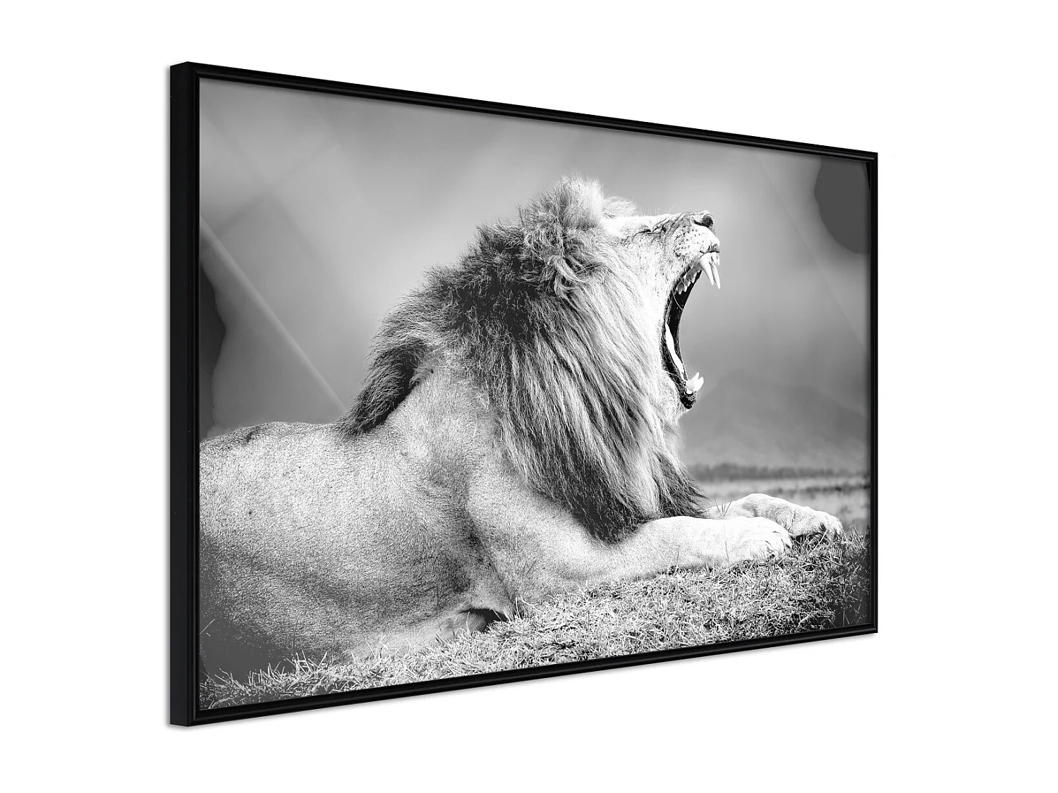 Affiche Murale Encadrée "Yawning Lion" 45 x 30 cm Noir