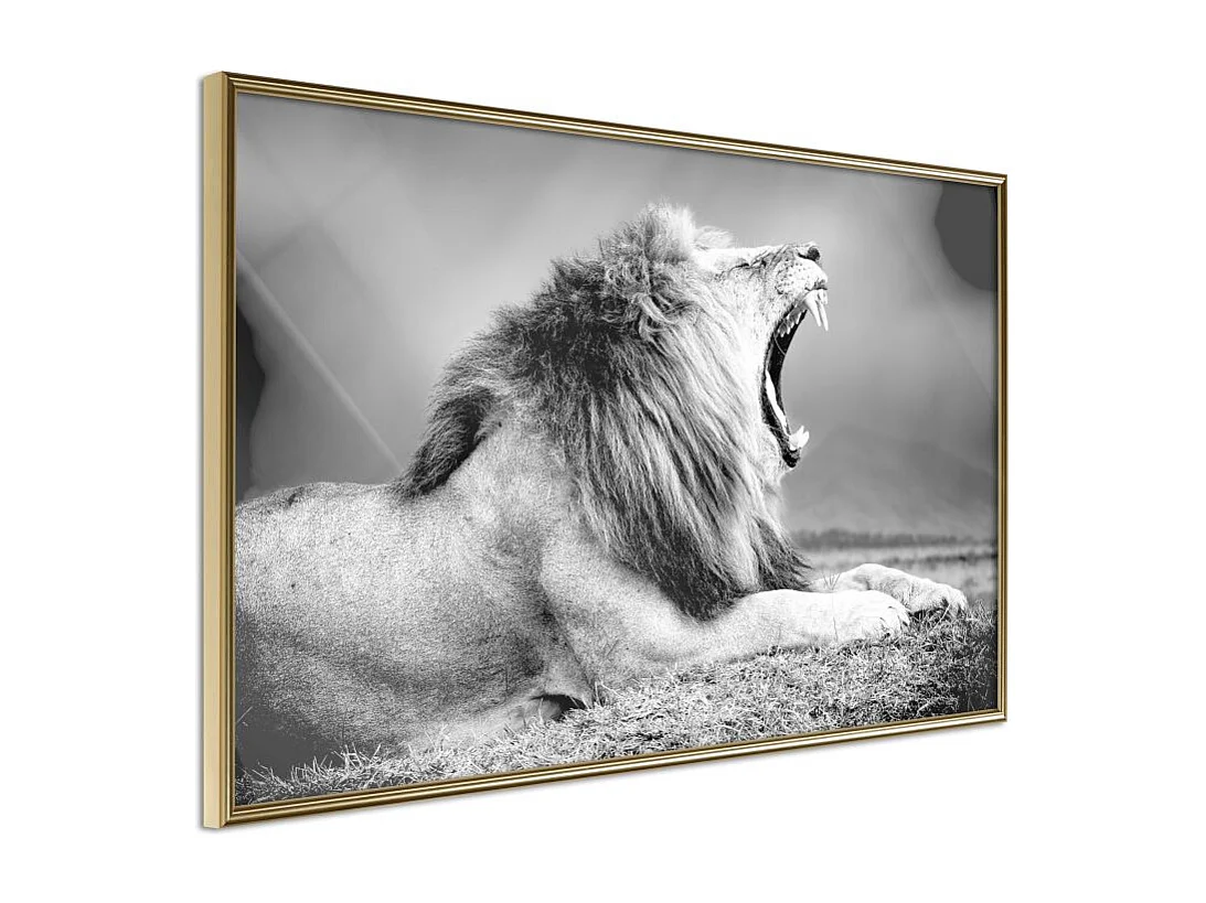 Affiche Murale Encadrée "Yawning Lion" 45 x 30 cm Or