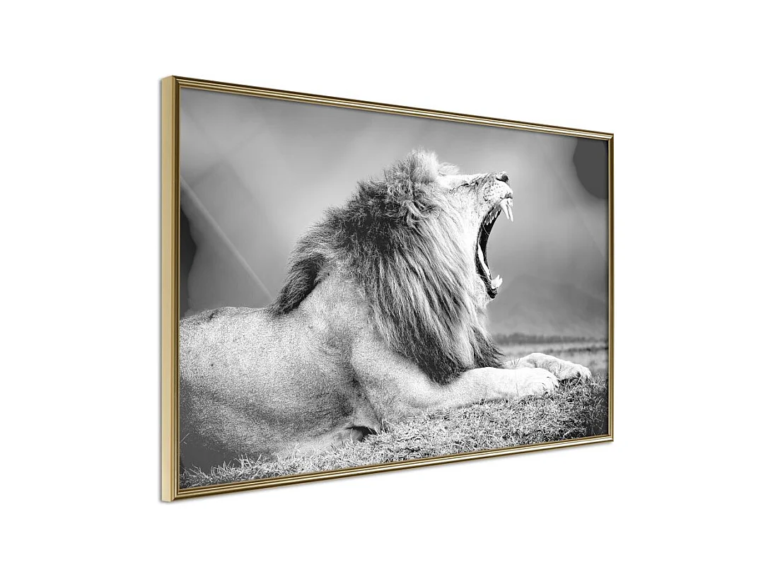Affiche Murale Encadrée "Yawning Lion" 90 x 60 cm Or